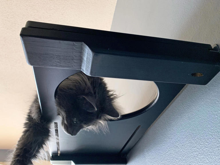 My cats are in love with this wall-mounted furniture that's basically ...