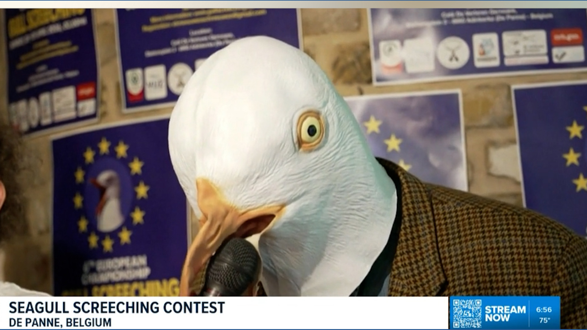 Seagull screeching contest