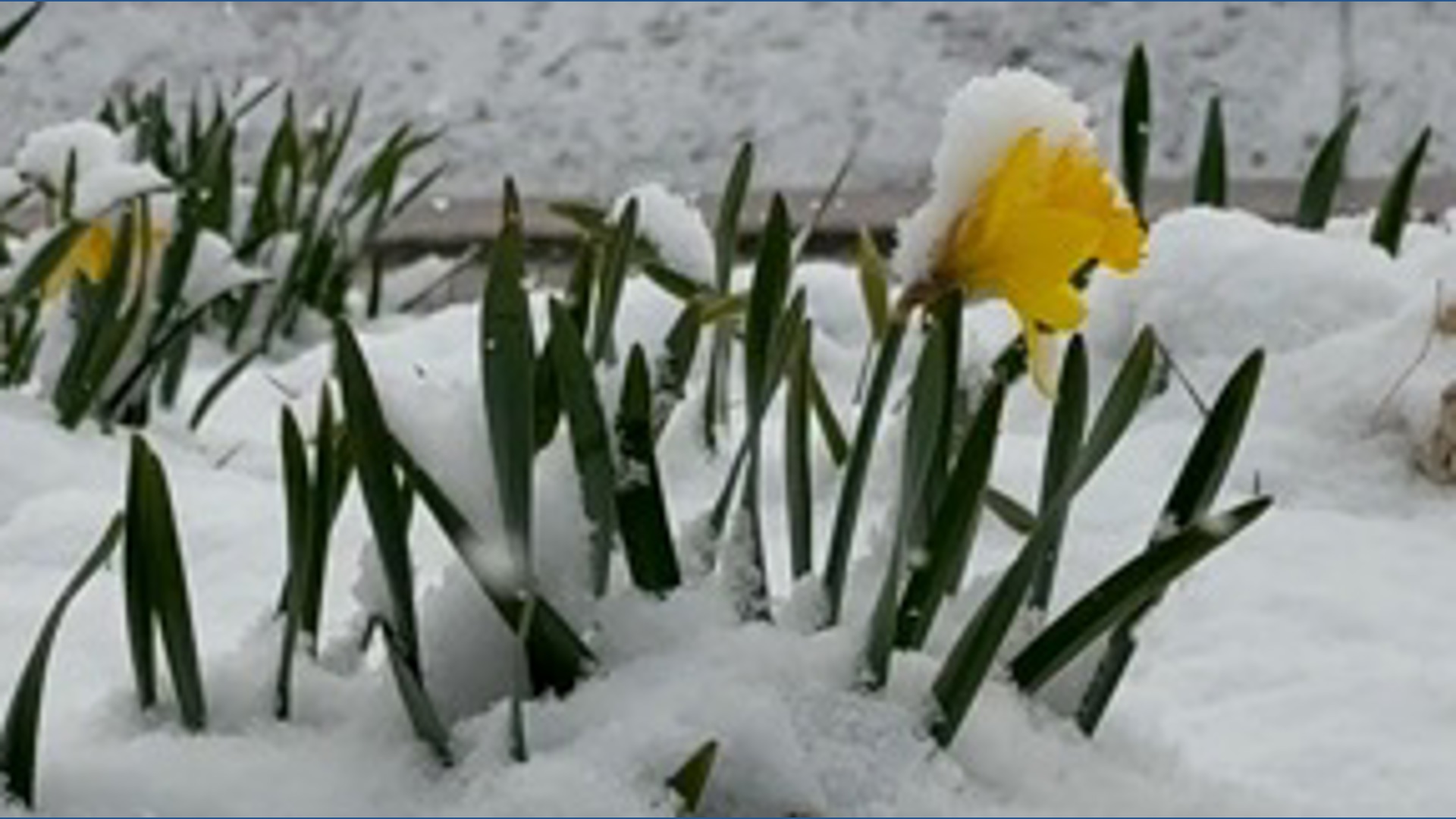 Late-April snow falling in Colorado mountains