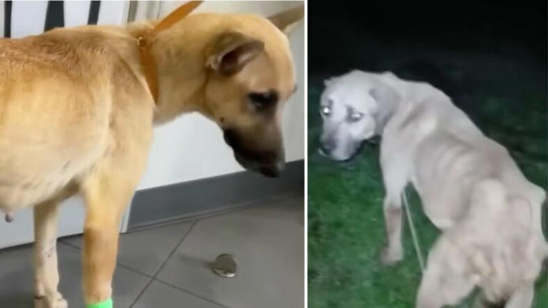 Dozens of dogs found starving at alleged rescue as over 100 reportedly die