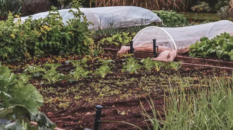 6 easy steps to prep your garden for a successful fall harvest