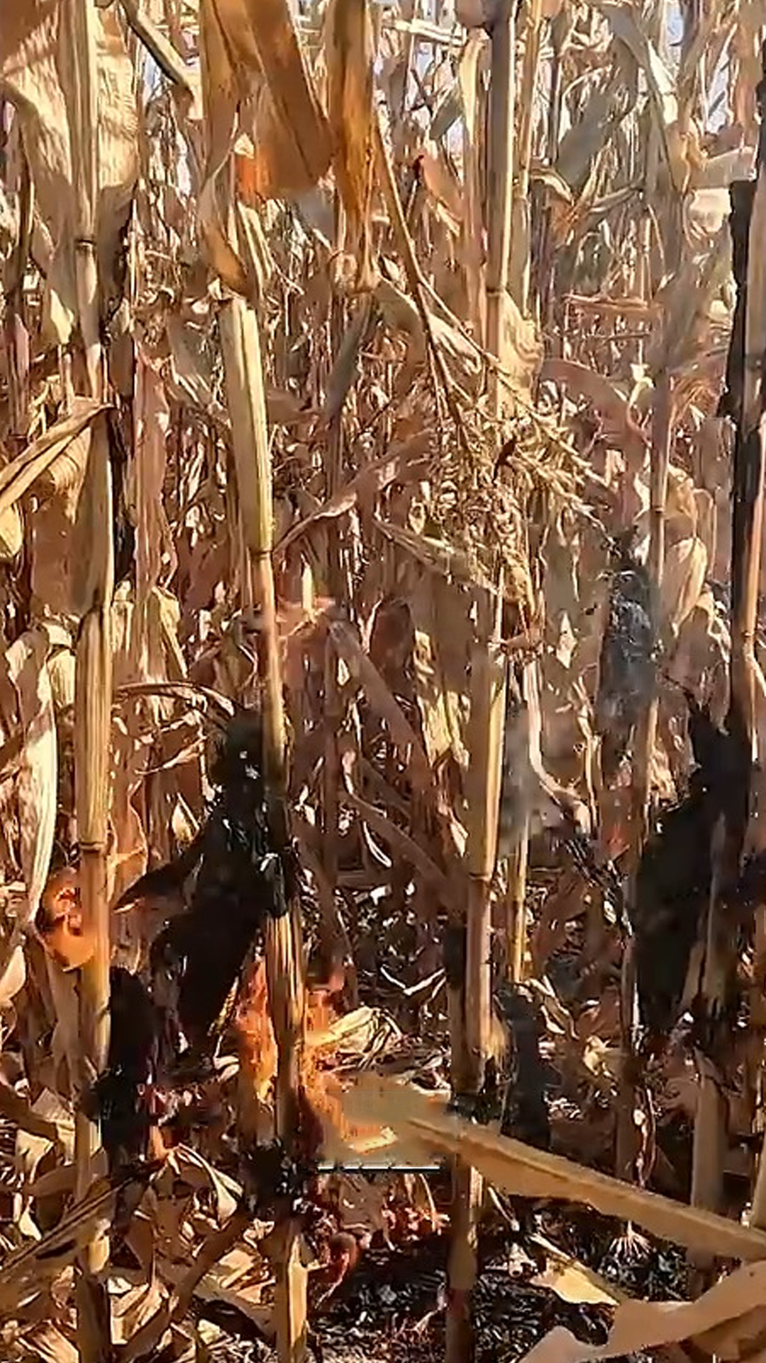 Fire on the farm response