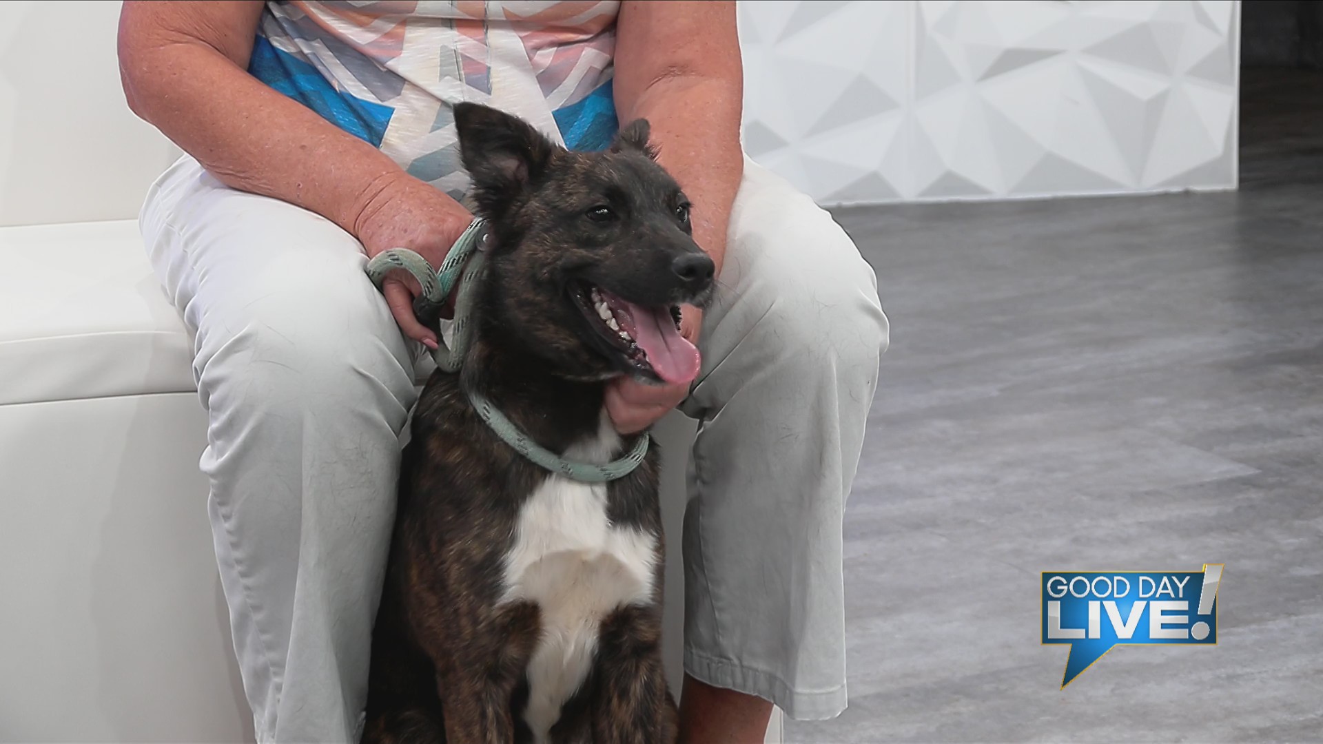 Pet of the week: Alexander