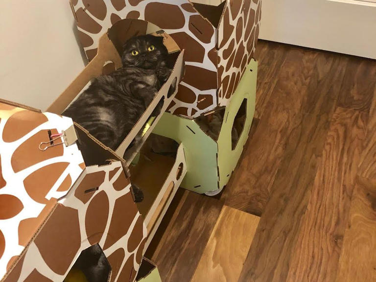 This cardboard cat condo is one of the best purchases I've made as a ...