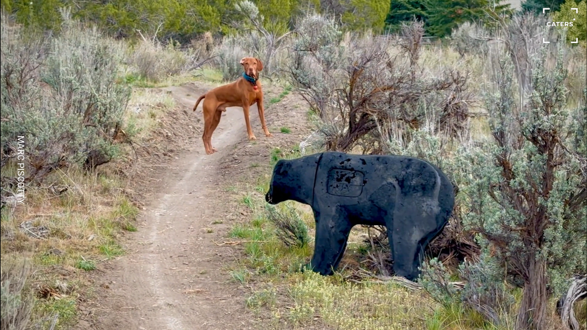 Dog stops in tracks after spotting fake bear on Colorado trail