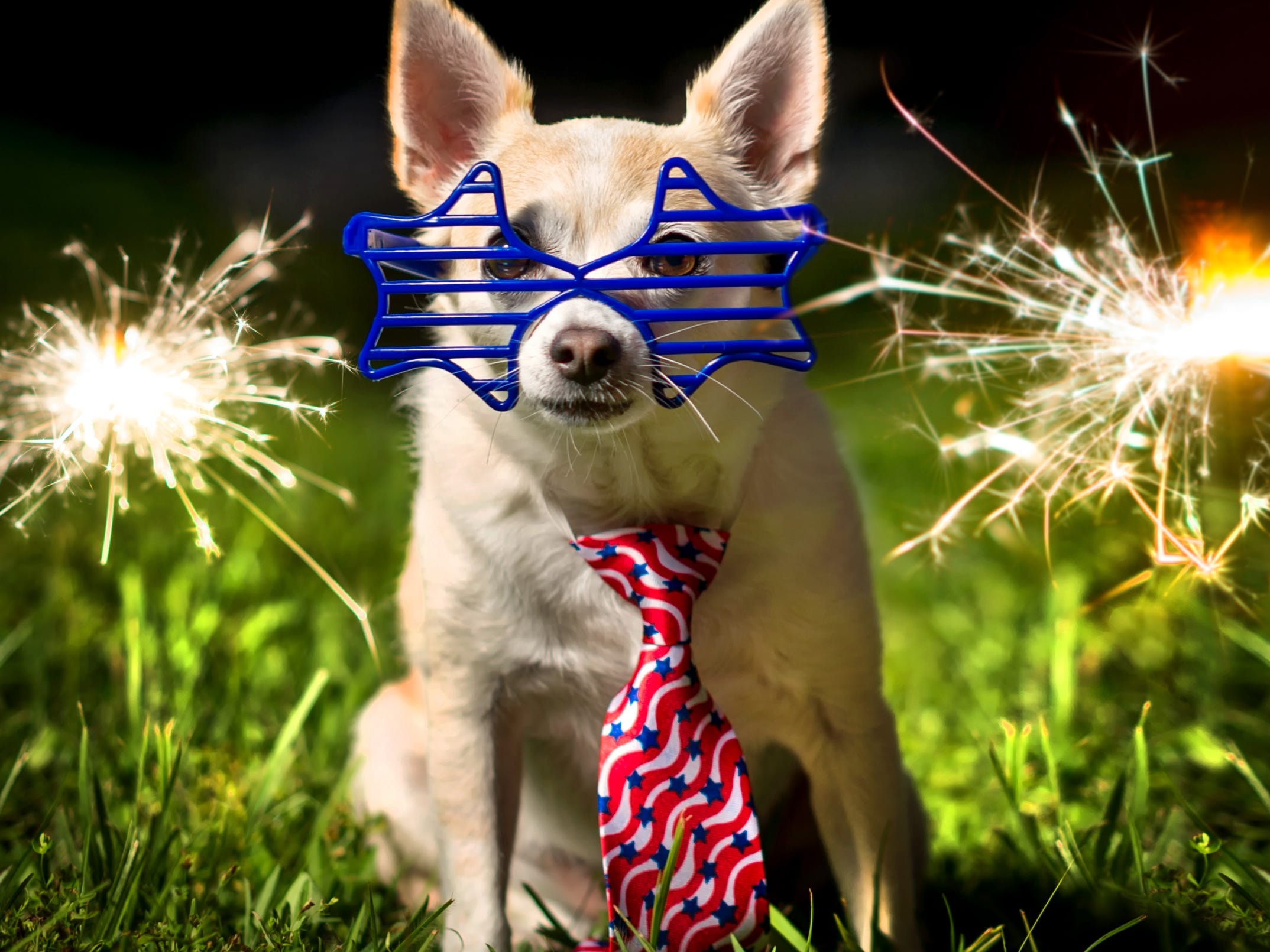 9 effective ways to keep your dogs calm during fireworks, according to vets
