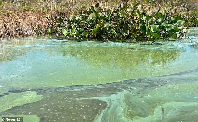 Warning for Hamptons elite as flesh-eating bacteria that kills in 48 ...