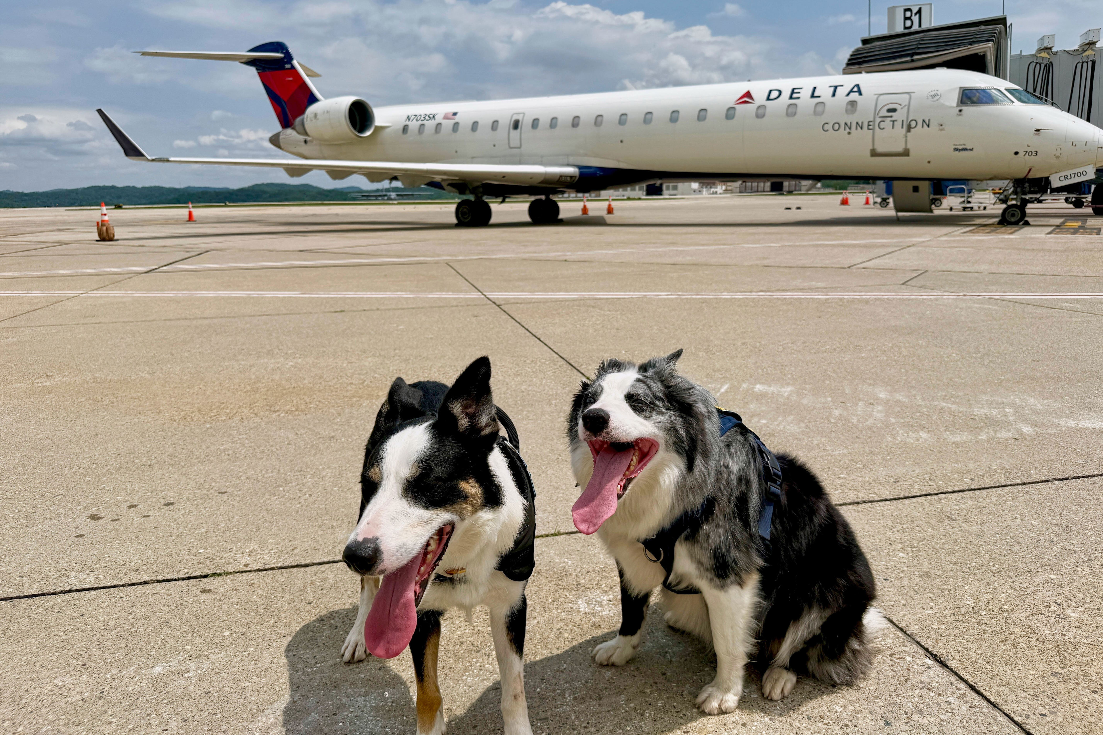 One airport's flight safety has gone to the dogs