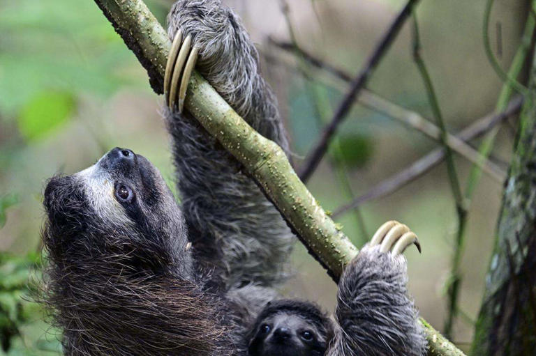 24 sloths remain unaccounted for after Orlando's 'Slotharium' closes ...
