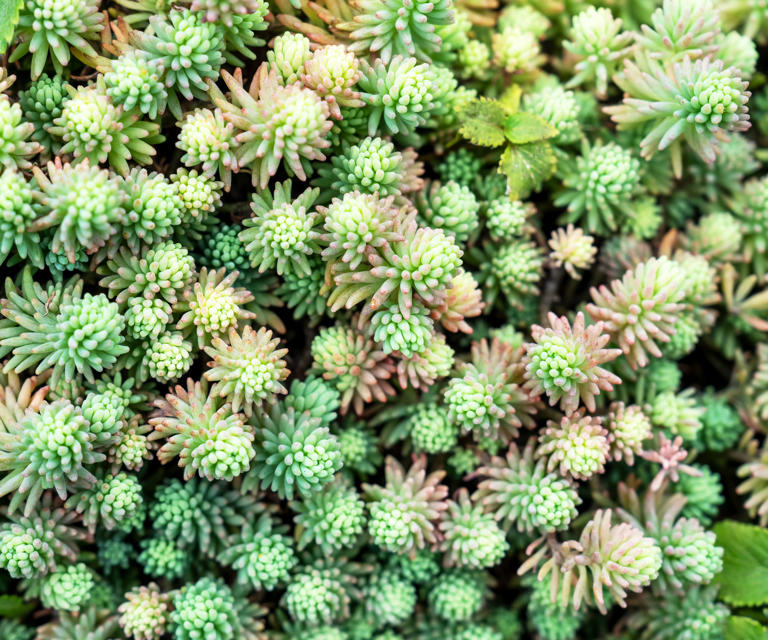 Tired of your lawn? These 7 ground covers create a living carpet of color