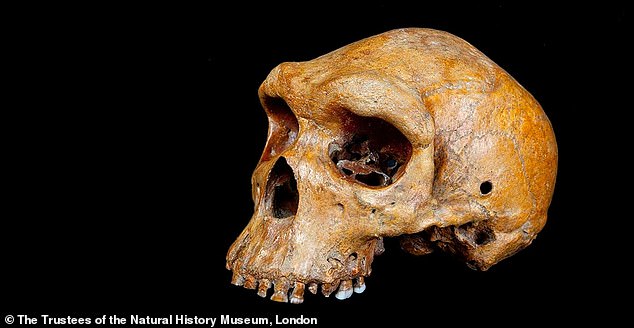 According to the study, the earliest detectable split among these ancient populations happened roughly 120,000 to 135,000 years ago, but even after that, the groups continued exchanging genes for thousands of generations (stock)