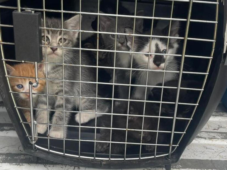 130 cats rescued from property in Middle Tennessee