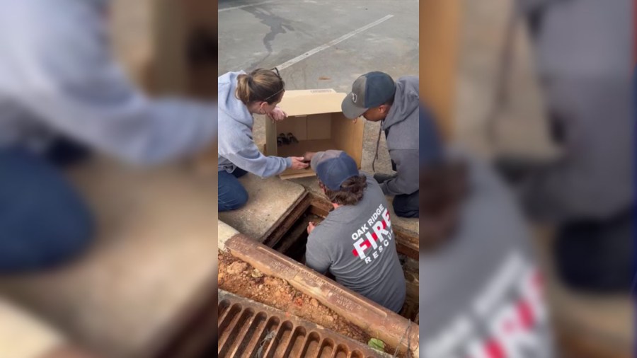 Watch: Baby ducks rescued from storm drain by Oak Ridge firefighters