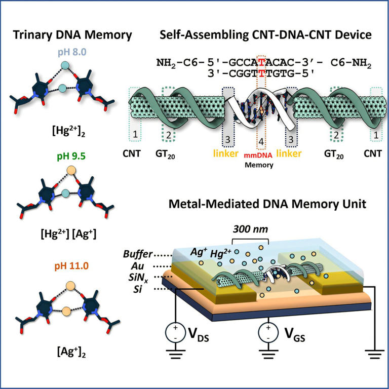 Video: Electrical control of a metal-mediated DNA memory