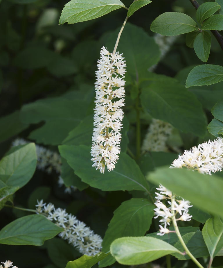 How to grow Virginia sweetspire in pots - for seasonal interest and ...