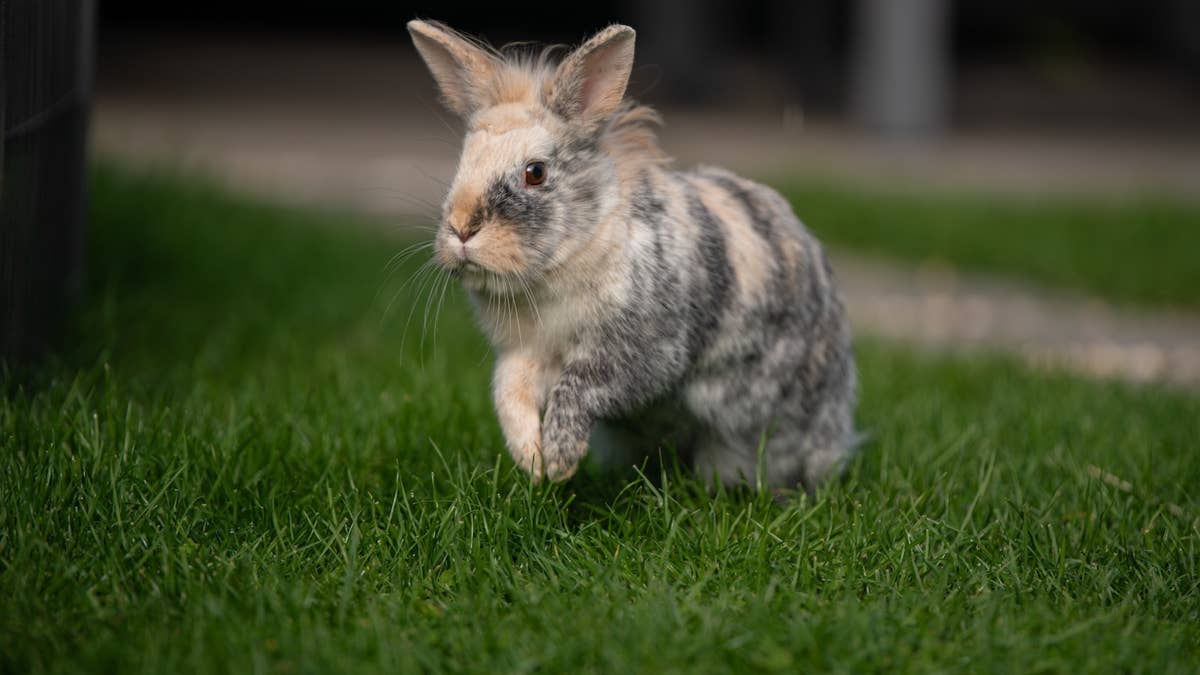 This bunny just became the world’s oldest-living rabbit—you won’t ...