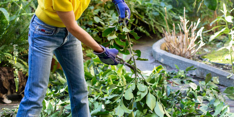6 things to do before April ends for a blooming garden