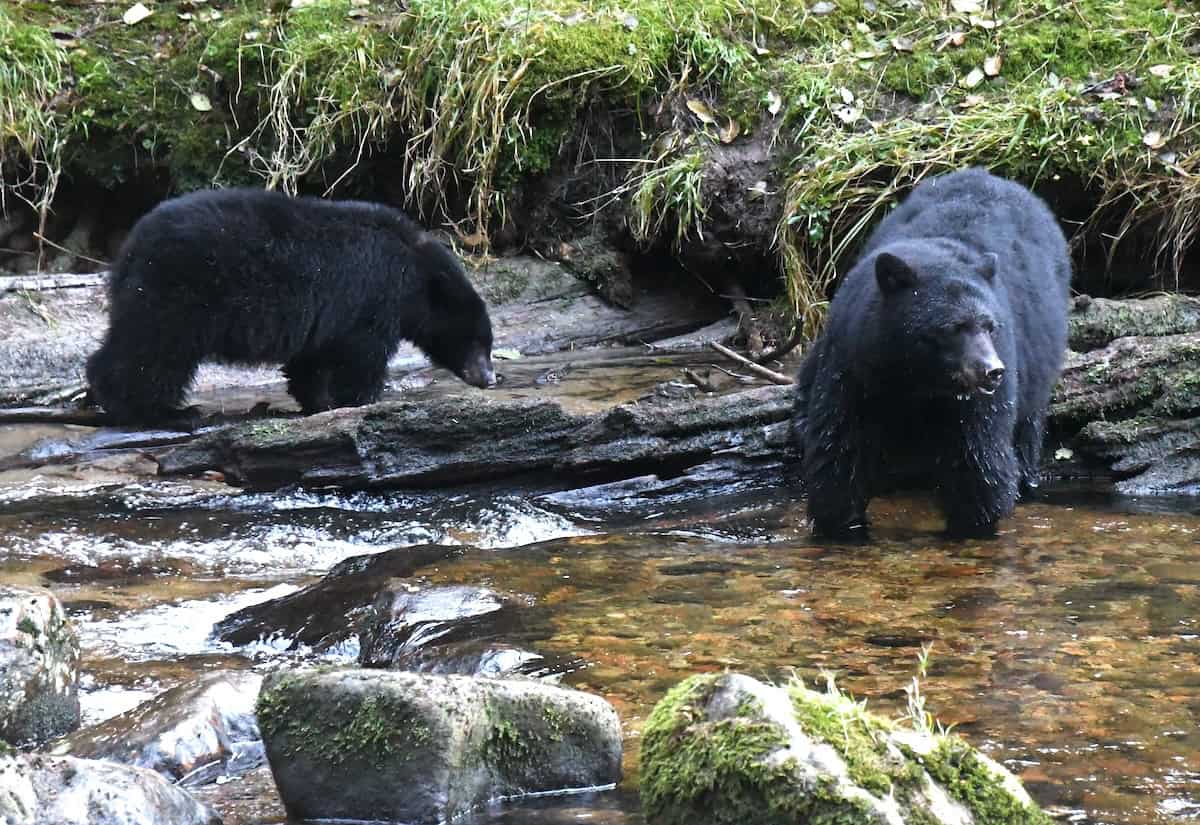 Kermode bear: Into the lair of the great spirit bear