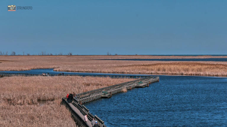 Probe underway into waterfowl poaching at Point Pelee National Park