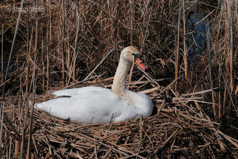 Probe underway into waterfowl poaching at Point Pelee National Park