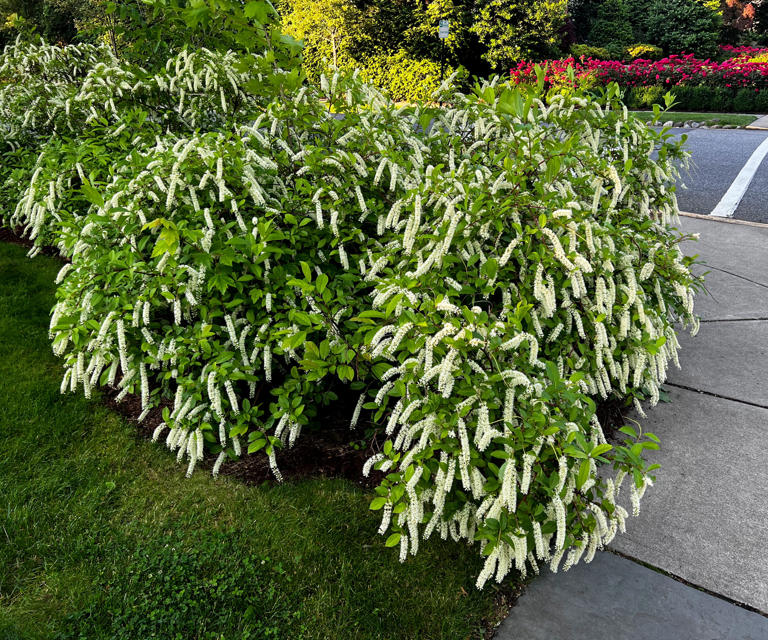 How to grow Virginia sweetspire in pots - for seasonal interest and ...