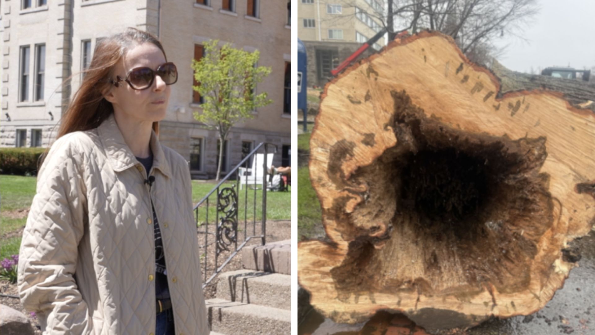 'It's devastating': Trees removed at D’Youville University spark ...