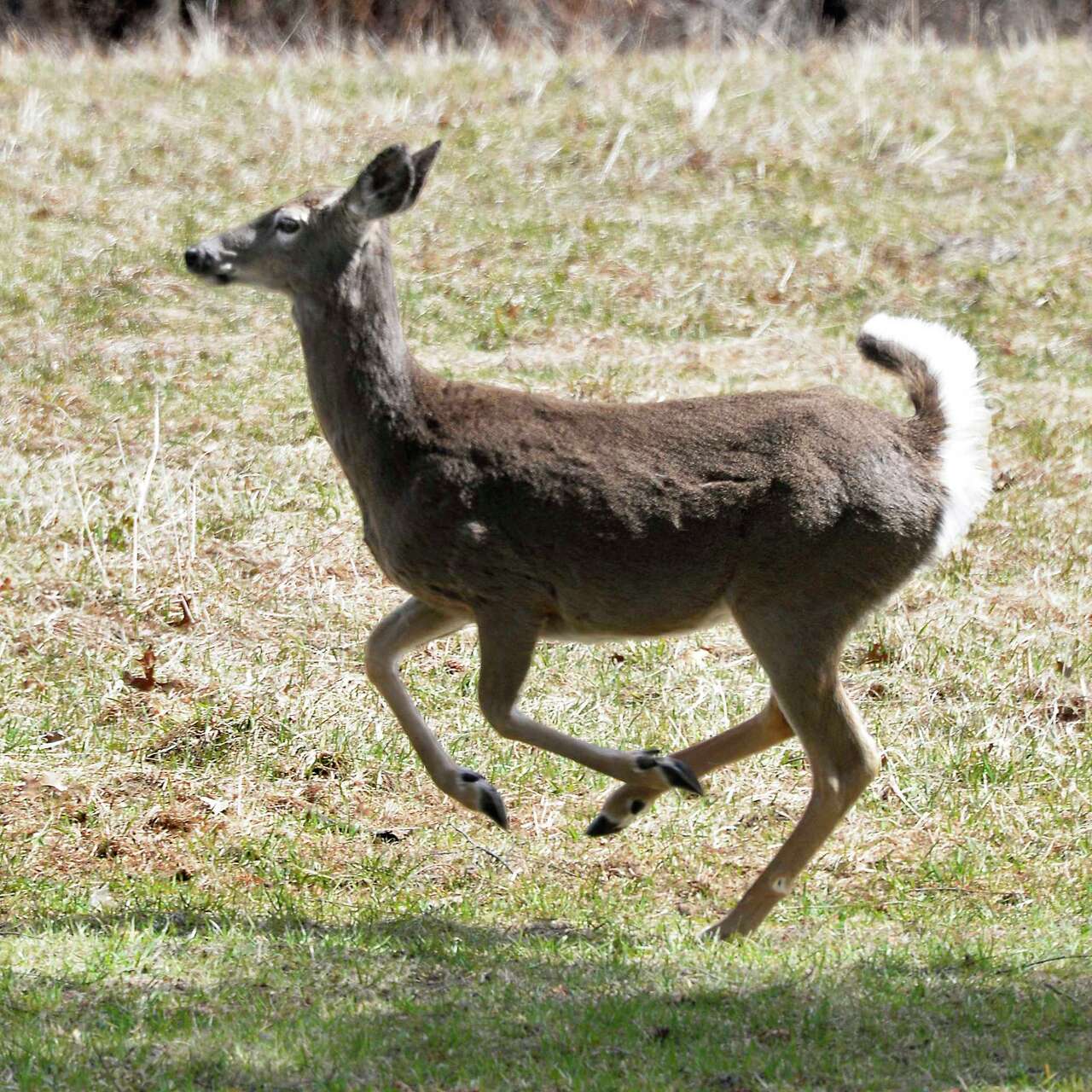Regulators propose white-tailed deer hunting in Saratoga's Spa State Park
