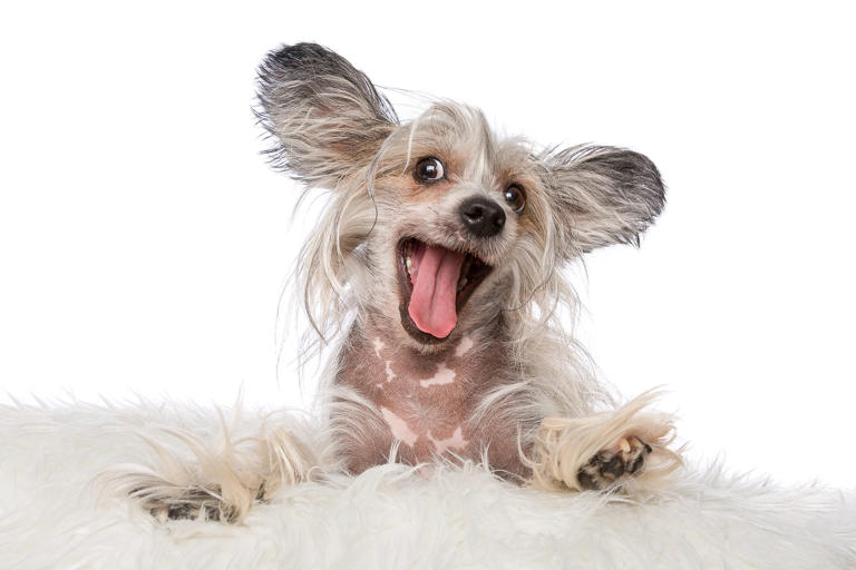 5 tips for getting dog smell out of your house