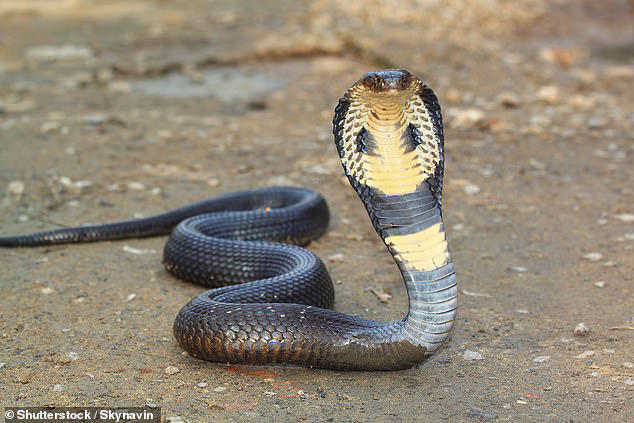 Tourist dies after 'cobra' bites him when snake charmer lets it crawl ...