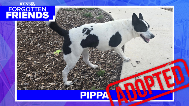 After waiting over a year, Pippa got adopted | Forgotten Friends