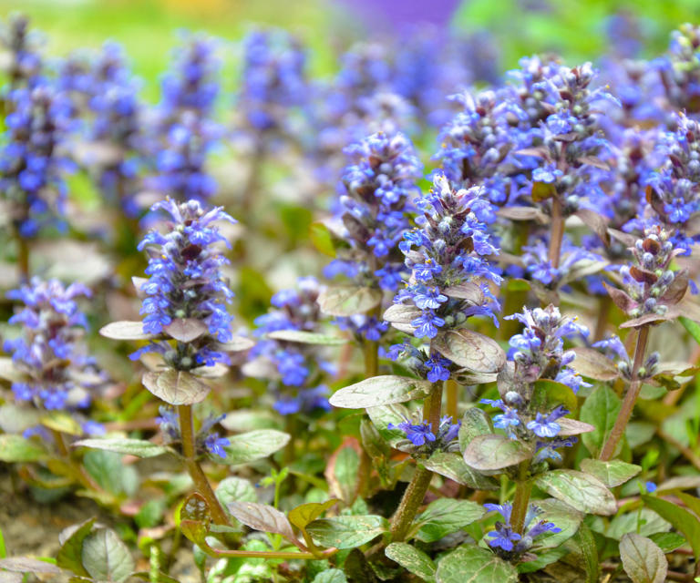Tired of your lawn? These 7 ground covers create a living carpet of color