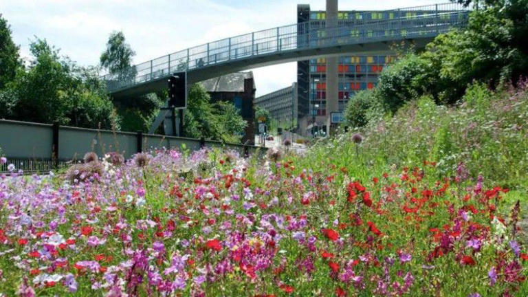 Gardening world pays tribute to Nigel Dunnett