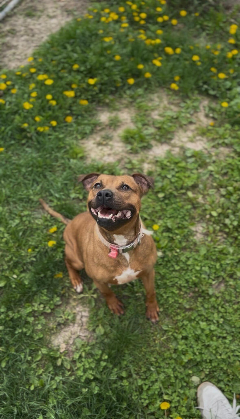 Adopt 815: Meet 'Merida'