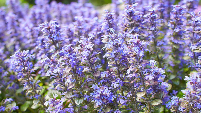 Tired of your lawn? These 7 ground covers create a living carpet of color