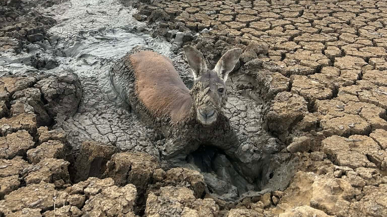Farmer rescues kangaroo from mud in dry dam as drought conditions hit ...