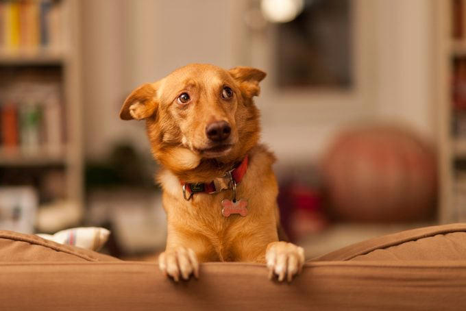 5 tips for getting dog smell out of your house