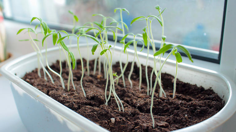 Watch out for leggy seedlings – here's how to save the ones that are ...