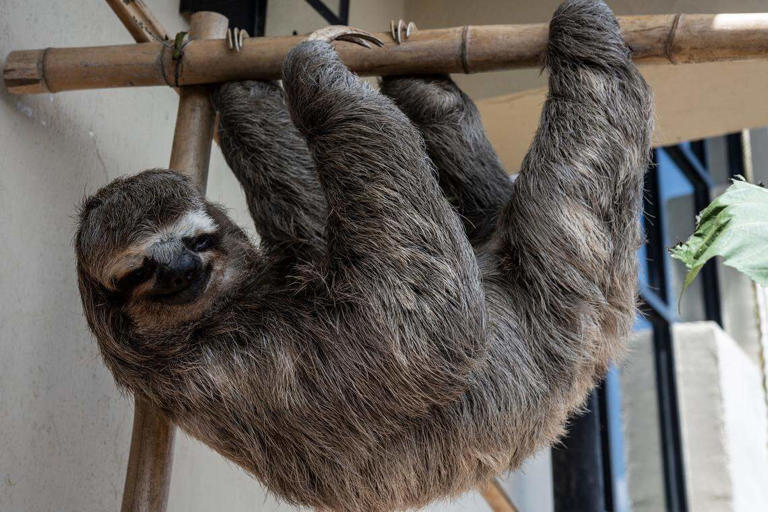 Central Florida Zoo welcomes 13 surviving sloths from shuttered Orlando ...
