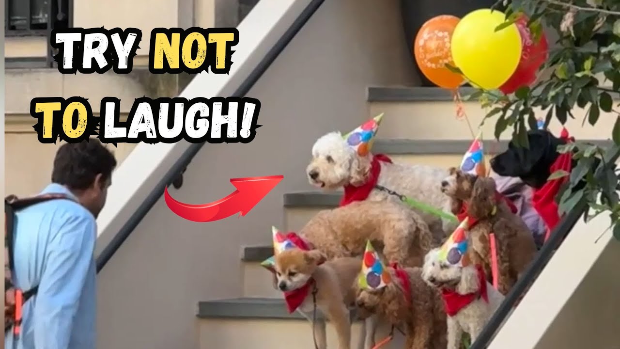 Funniest pet moments compilation that will test your laugh limit