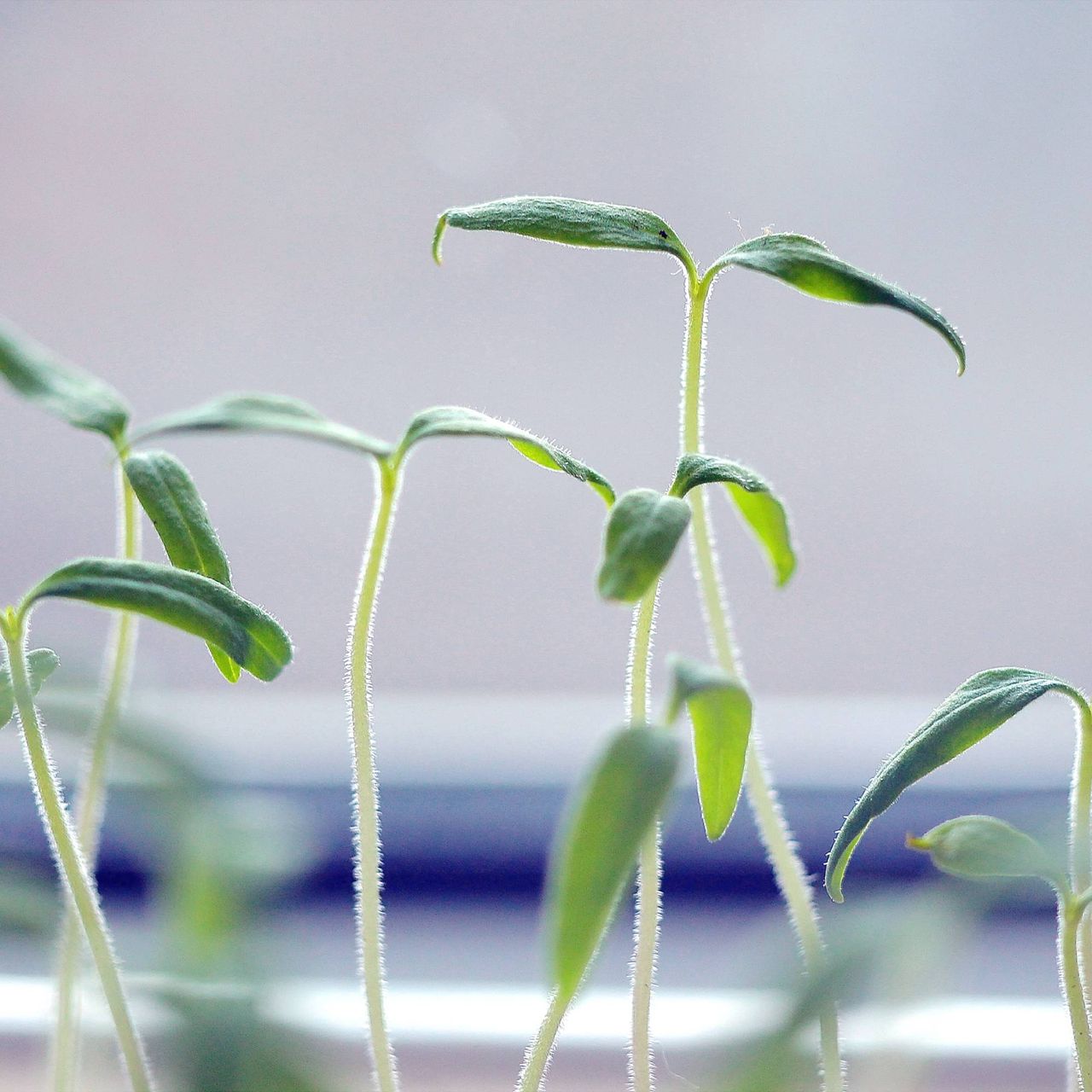 Watch out for leggy seedlings – here's how to save the ones that are ...