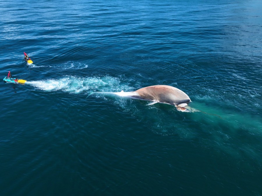 Dead whale floating off the San Diego County coast