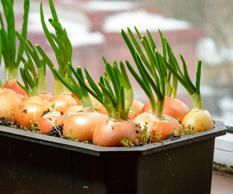 How to grow onions in containers – get a bumper crop with hardly any soil