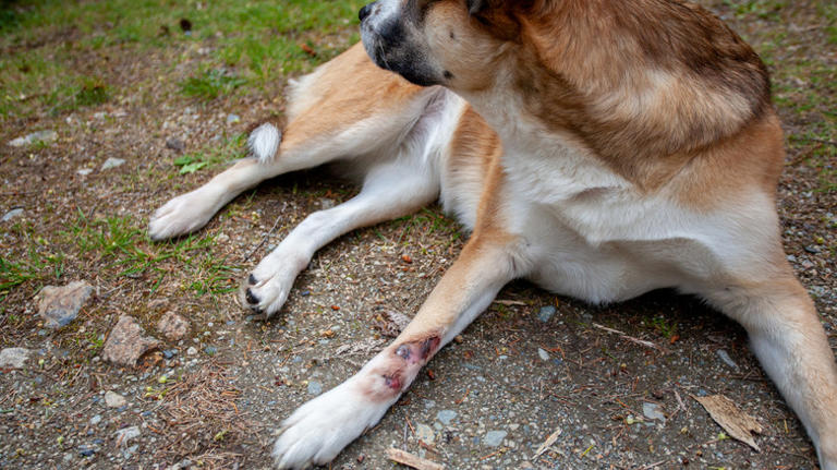 Important steps to take if you find a hurt animal in your yard