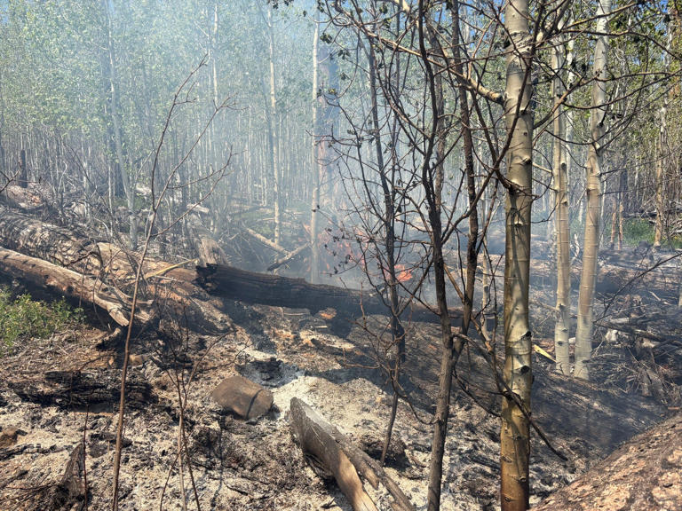 Hummingbird Fire grows in Gila Forest forcing evacuations