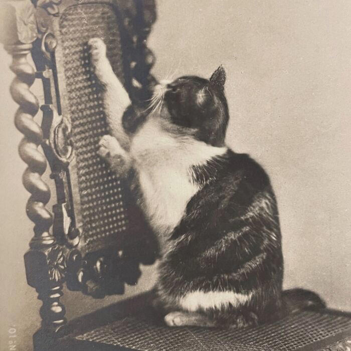 98 historical photos that might change your perspective on cats