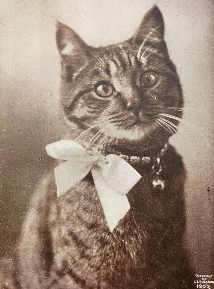 98 historical photos that might change your perspective on cats