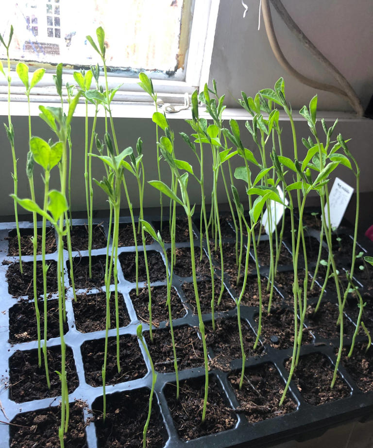 Watch out for leggy seedlings – here's how to save the ones that are ...