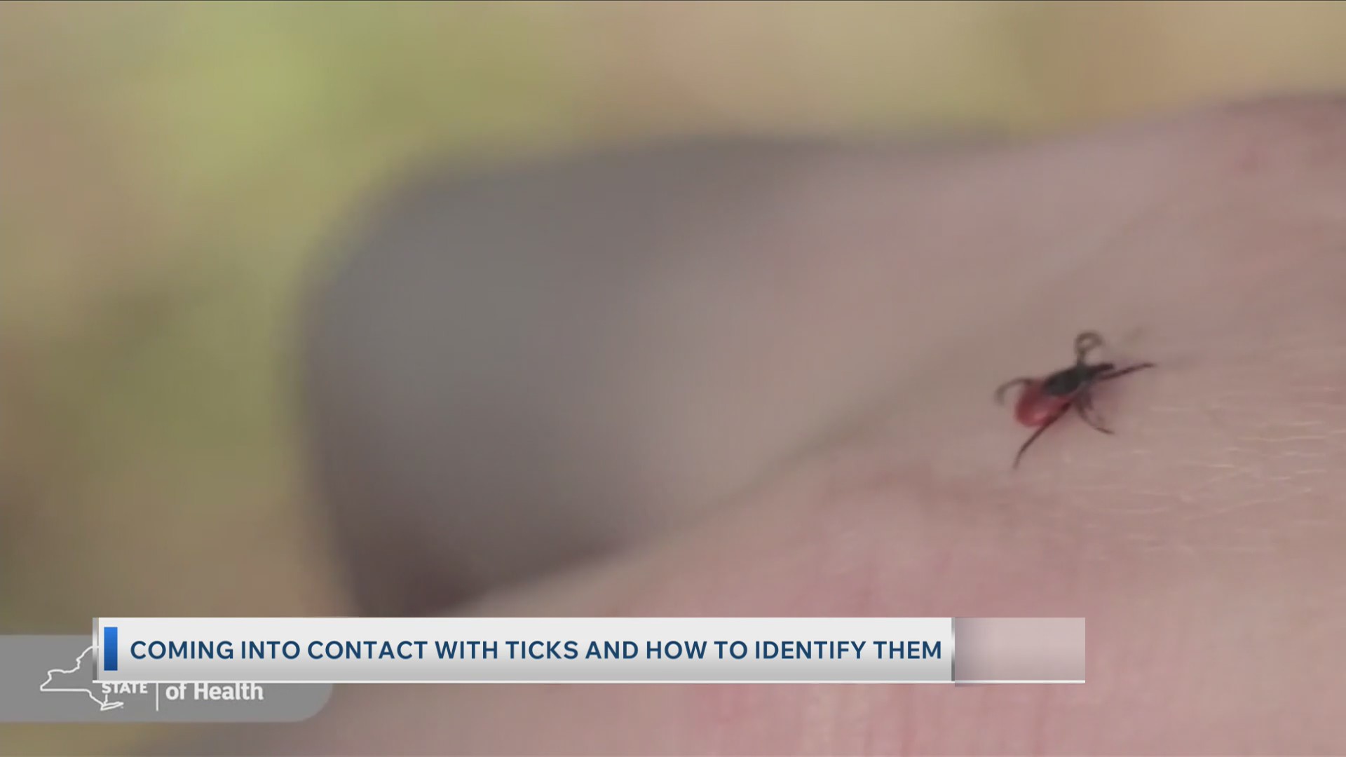 Coming into contact with ticks and how to identify them