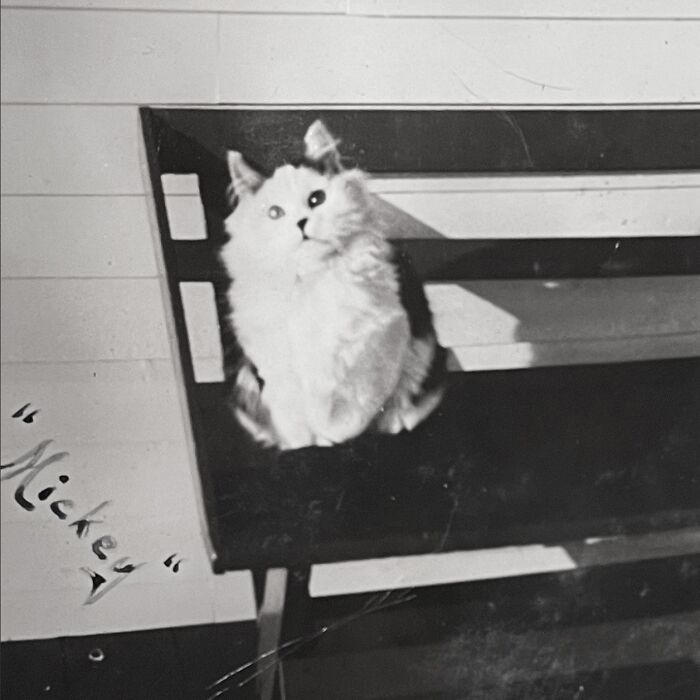 98 historical photos that might change your perspective on cats
