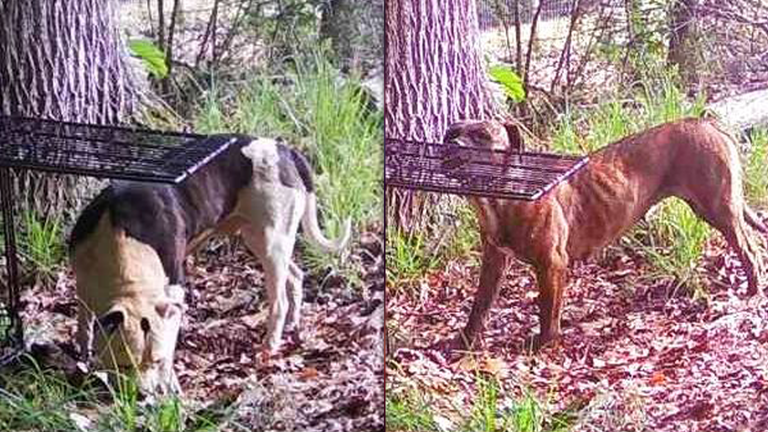 Animal control seeks dogs tied to livestock deaths